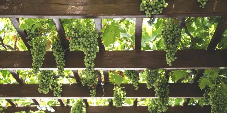 Vinho Verde – молодое, зеленое