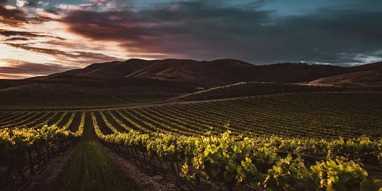 DB Wines: вино с аккордами музыки и искусства