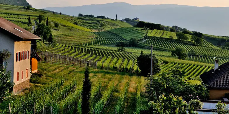 Johnson Estate Winery: идеальное место для создания отличных вин